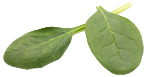 spinach-on-the-isolated-white