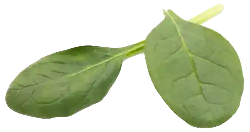 spinach-on-the-isolated-white